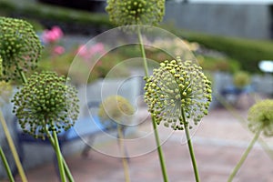 Flower Buds of Broadleaf Wild Leeks