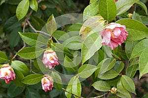 Flower buds of of Camelia japonia Theaceae . Pink variety