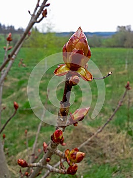 Flower buds chestnut & x28;Aesculus hippocastanum& x29; spring budding