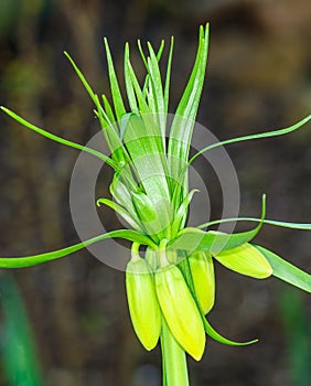 Flower buds of Crown imperial