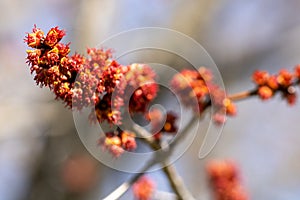 Flower buds at the end of a tree branch just before they bloom