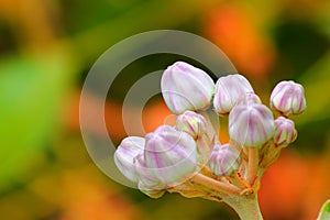 flower buds in fantasy world