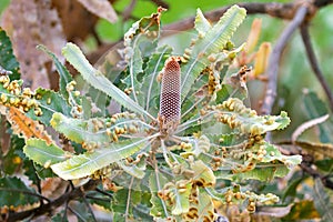 Flower buds of Firewood banksia Banksia menziesii with many ga