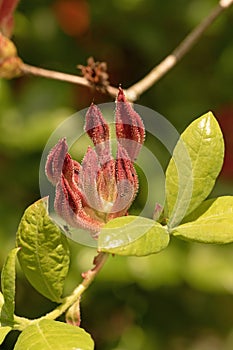 Flower buds of flame azalea