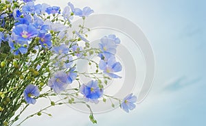 Flower and buds of flax plant