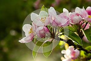 Flower buds, flowers and green young leaves on a branch of a blooming apple tree. Close-up of pink buds and blossoms of an apple