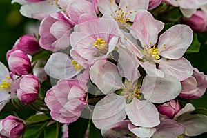 Flower buds, flowers and green young leaves on a branch of a blooming apple tree. Close-up of pink buds and blossoms of an apple