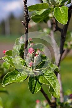 Flower buds, flowers and green young leaves on a branch of a blooming apple tree. Close-up of pink buds and blossoms of an apple