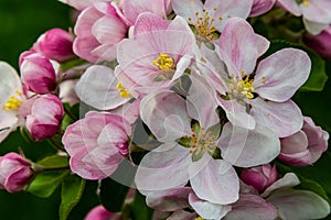 Flower buds, flowers and green young leaves on a branch of a blooming apple tree. Close-up of pink buds and blossoms of an apple