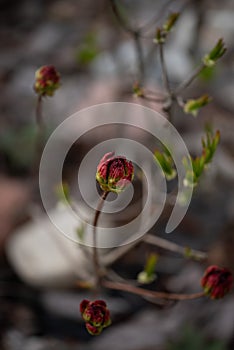 Flower buds in the garden.