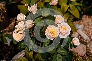 Flower buds in the garden.