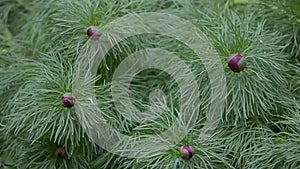 Flower buds in the garden