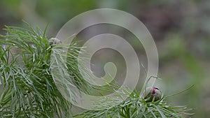 Flower buds in the garden