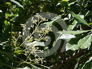 A flower buds of heritiera actinophylla is a genus of flowering plants in the family Malvaceae,  tropical forest trees.