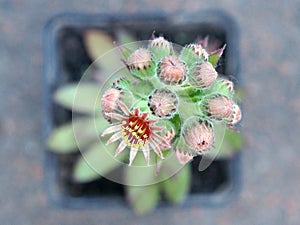 Fiore un mini cuffie da giardino roccioso pianta 