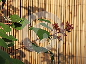 Flower buds from japanese grapes