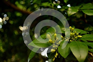 The flower buds of key lime Citrus aurantifolia