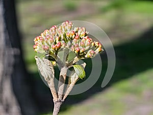 Flower buds of leatherleaf viburnum, Viburnum rhytidophyllum in early spring