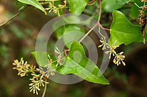 Flower buds and leaves of Rough Bindweed - Smilax aspera