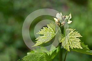 Flower buds and leaves of shoots grapevine spring