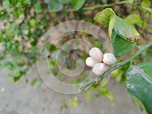 Flower buds of lemon