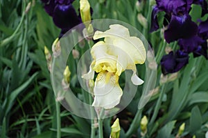 A flower and buds of light yellow Iris germanica