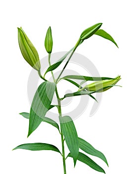 Flower buds of lilies isolated on white background.