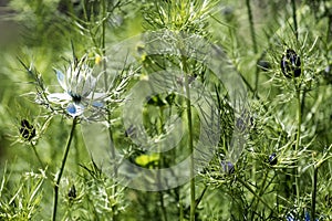 Flower and buds of Love-in-a-mist