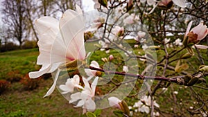 Flower And Buds Of The Magnolia Grandiflora, The Southern Magnolia Or Bull Bay, Tree Of The Family Magnoliaceae