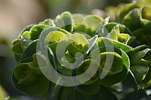 Flower buds of Myrtle Spurge (Euphorbia myrsinites)