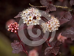 Flower and buds of Ninebar, Physocarpus opulifolius Lady in Red