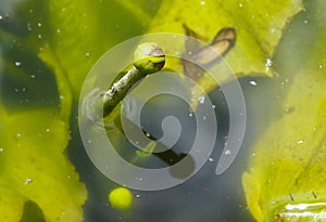 Flower buds of Nuphar lutea