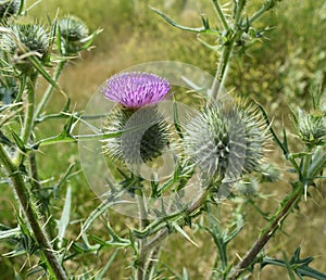 Flower and buds of Onopordum acanthium