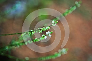 Flower buds of Persicaria decipiens