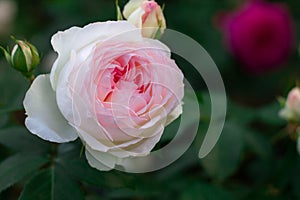 Flower and buds of pink rose variety Stephanie Baronin zu Guttenberg on the background of greenery on a bush