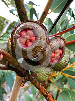 Flower buds of Ramelâ€™s Mallee native to central Western Australia in Kings Park, Perth