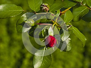 Flower buds of red rose in garden on a bush, close-up, selective focus, shallow DOF