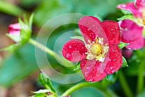 Flower and buds of remontant varietal strawberry with water droplets