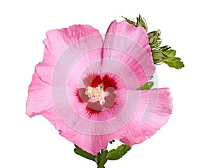 Flower and buds of Rose of Sharon on white