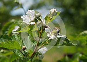 Flower and buds of Rubus caesius