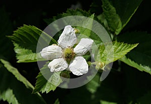 Flower and buds of Rubus caesius