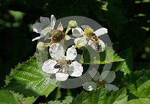 Flower and buds of Rubus caesius