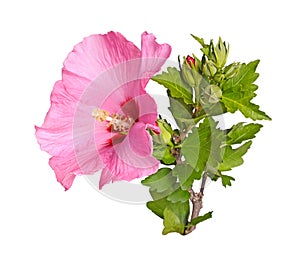 Flower, buds and stem of a Rose of Sharon on white
