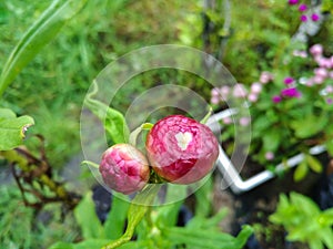 Flower Buds of Strawflower (Xerochrysum Bracteatum)