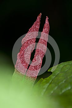 Flower buds of tropical plant