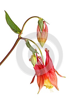 Flower and buds of wild columbine (Aquilegia canadensis) isolate photo