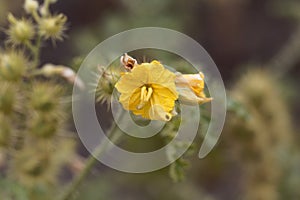 Flower of a buffalobur nightshade, Solanum rostratum