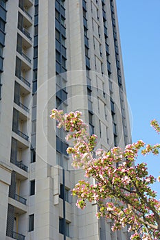 Flower and building