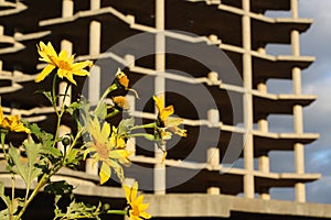 Flower and Building