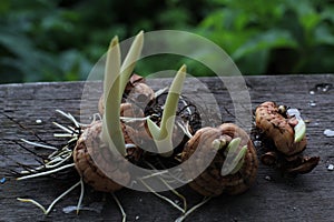 Flower bulb. Bulbs of the flower. Seeds and gardening.